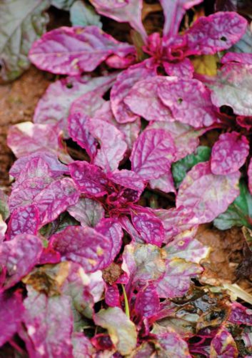 Dąbrówka rozłogowa Burgundy Glowe. Jesień kolorowych traw