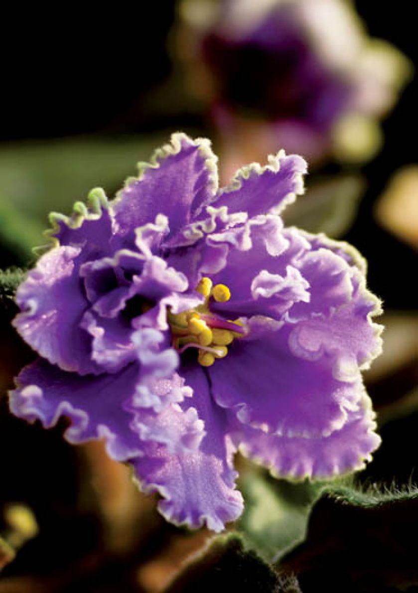 Fiołek afrykański. Fiołek z Afryki