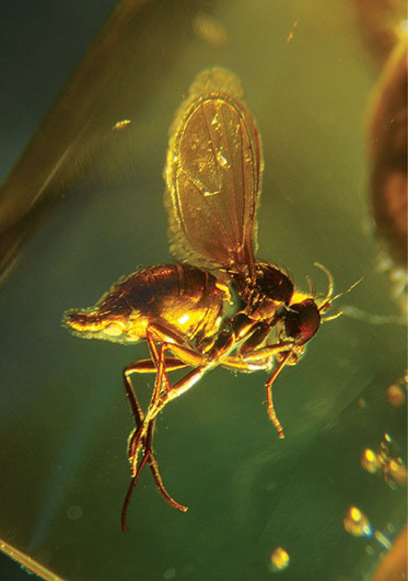 Muzeum Ziemi PAN. Bursztyn