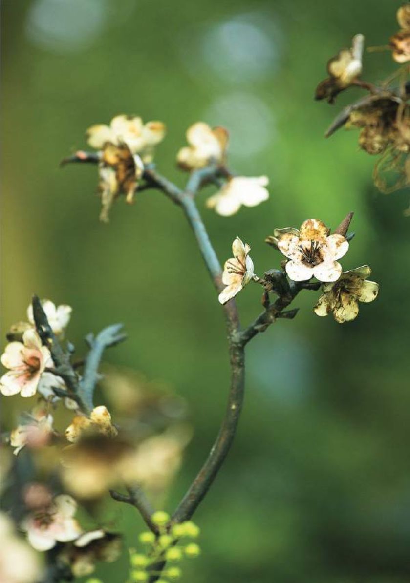 ogród partnera Yves a Saint Laurenta