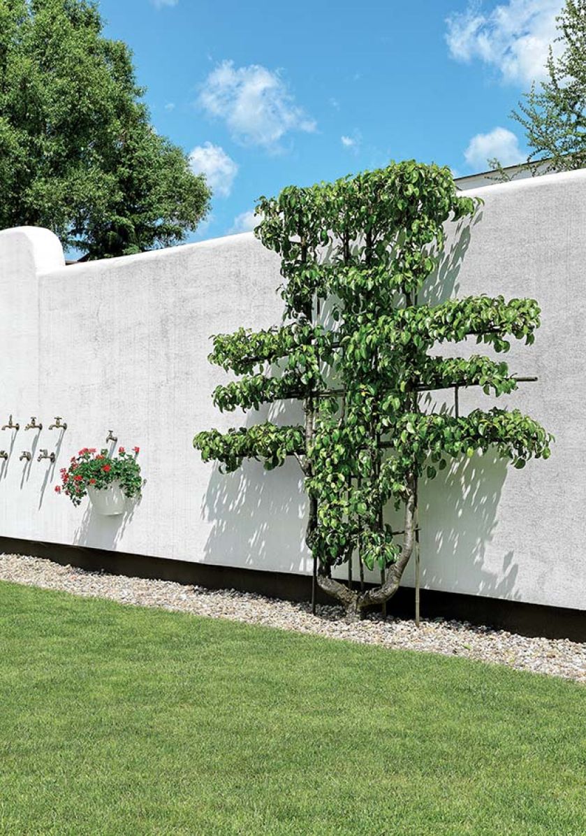 Ściana z kranami to nie tylko ozdoba – każdy jest inny i z każdego leci woda. Obok po kratce pnie się grusza.