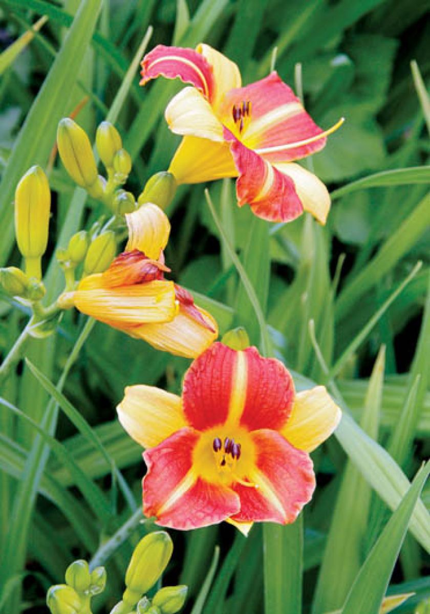 Liliowiec – piękność dnia