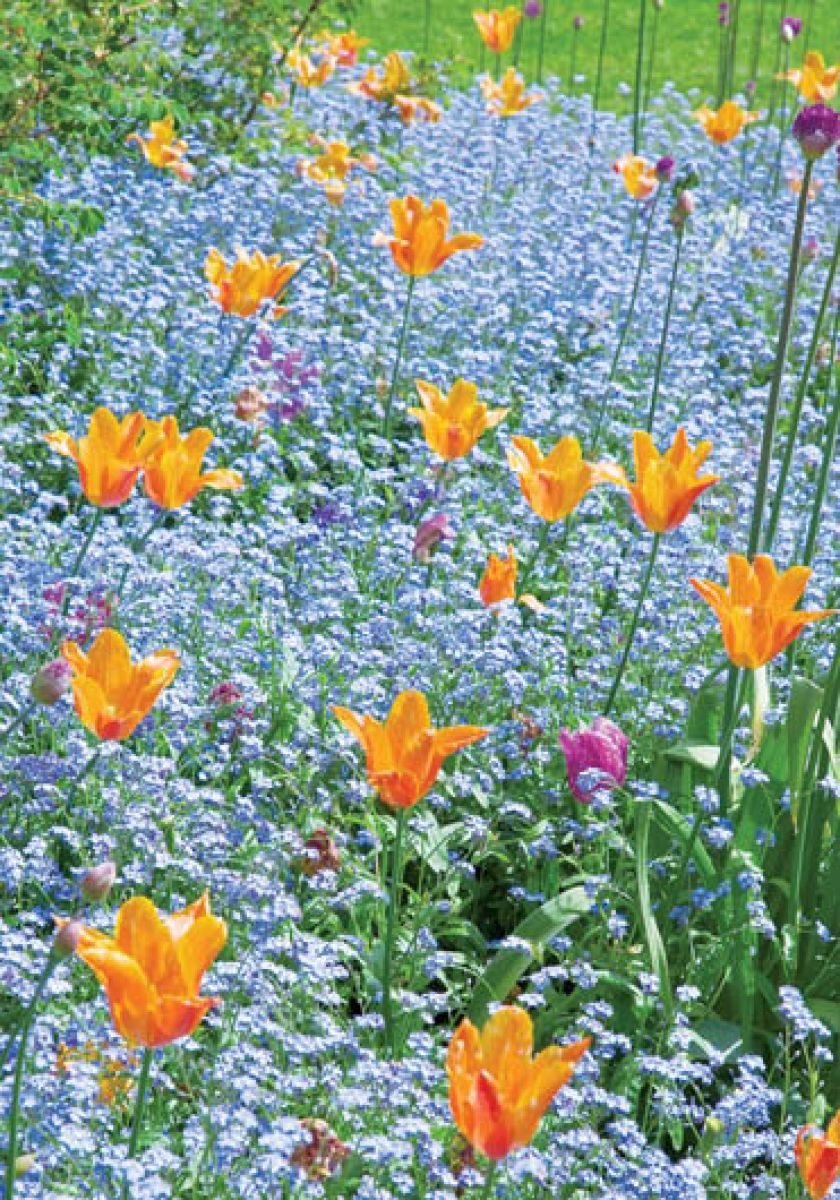 Niezapominajkowa łączka. Ogród miłości