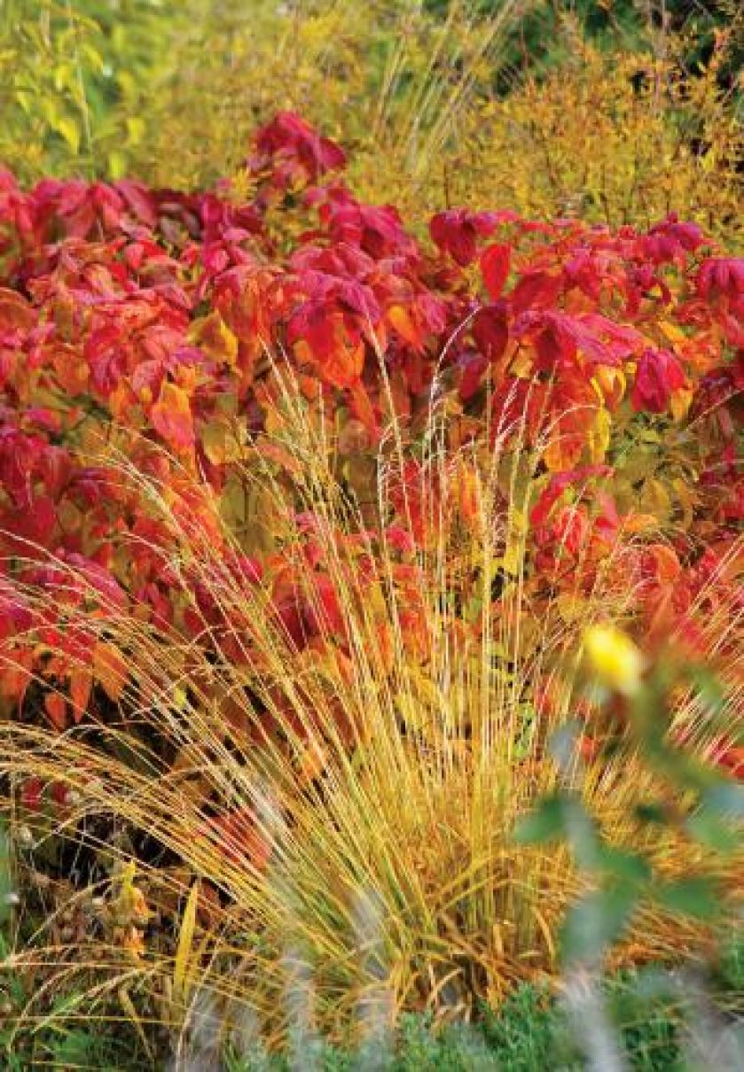 Trzęślica modra Variegata. Jesień kolorowych traw