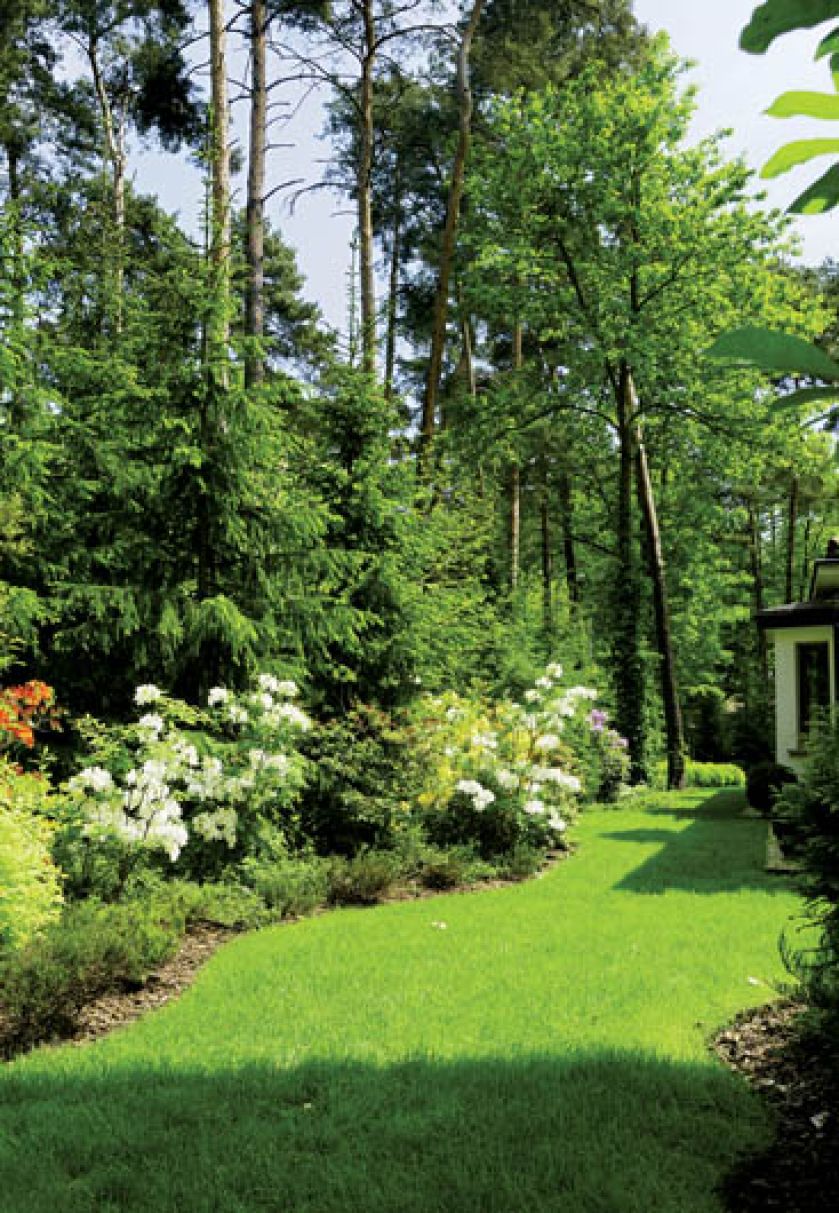 Azalie i rododendrony rosną w ziemi, inne kwitnące rośliny pani Ewa sadzi w donicach i potem przestawia, gdzie akurat