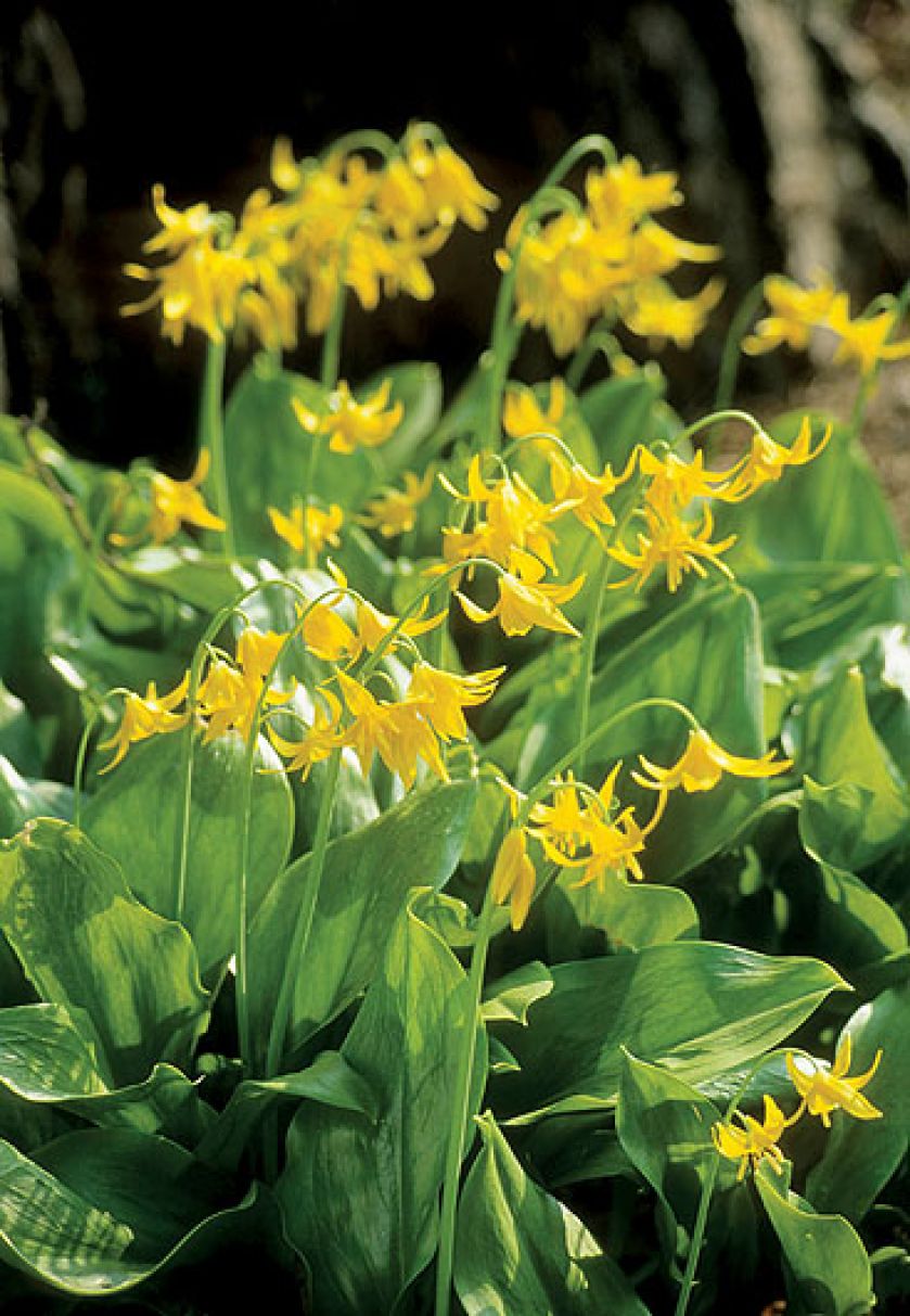 jak wygląda psiząb kwiat