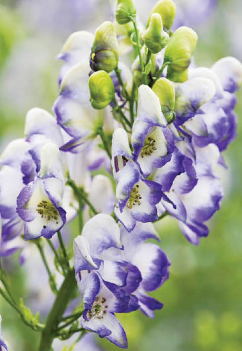 Tojad z kwiatami jak kaptury mnicha łatwo może zauroczyć. Ale uwaga, bywa niebezpieczny!