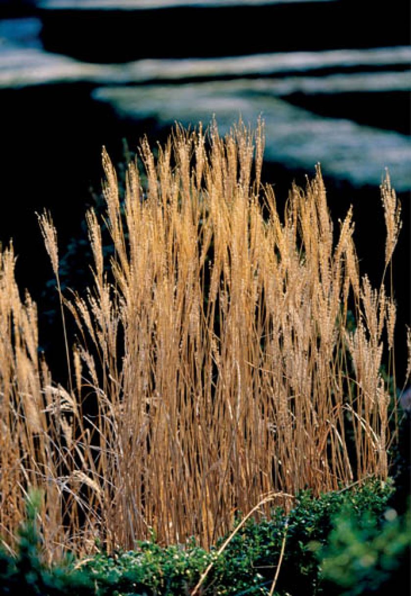 Wysokie trawy najpiękniej wyglądają w promieniach wschodzącego i zachodzącego słońca. A gdy na roślinach osiada