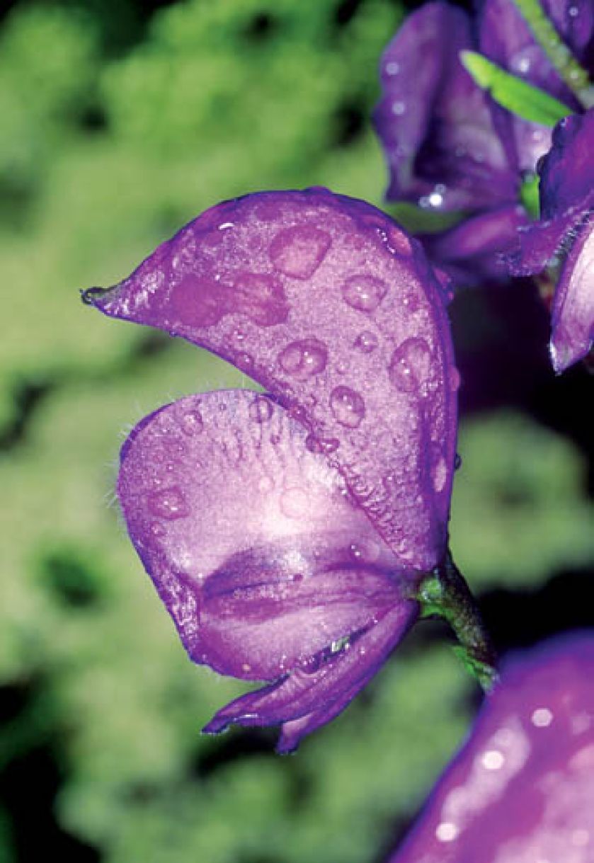 Tojad z kwiatami jak kaptury mnicha łatwo może zauroczyć. Ale uwaga, bywa niebezpieczny!