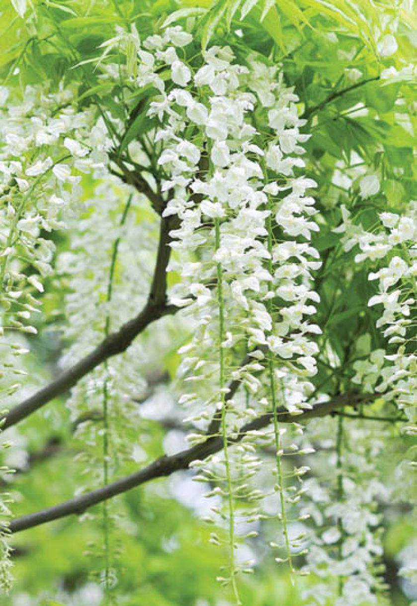 Wisteria chińska Alba. Wisteria - liliowy deszcz