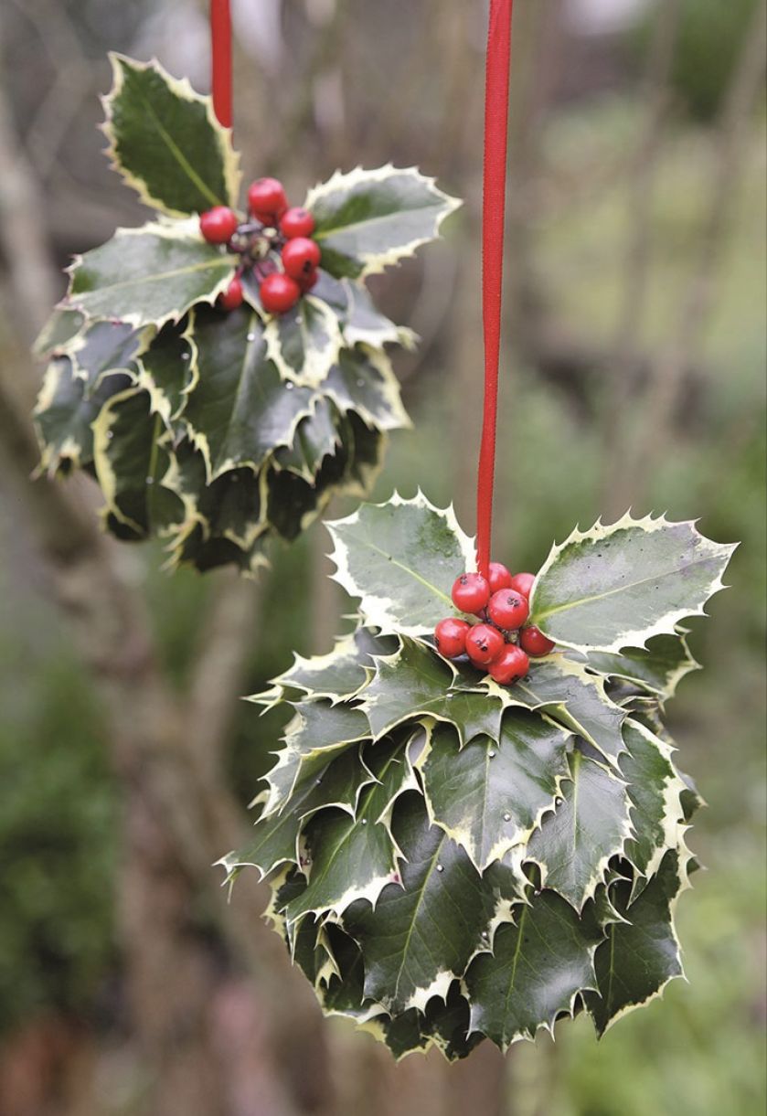 Ozdoby bożonarodzeniowe z ostrokrzewu