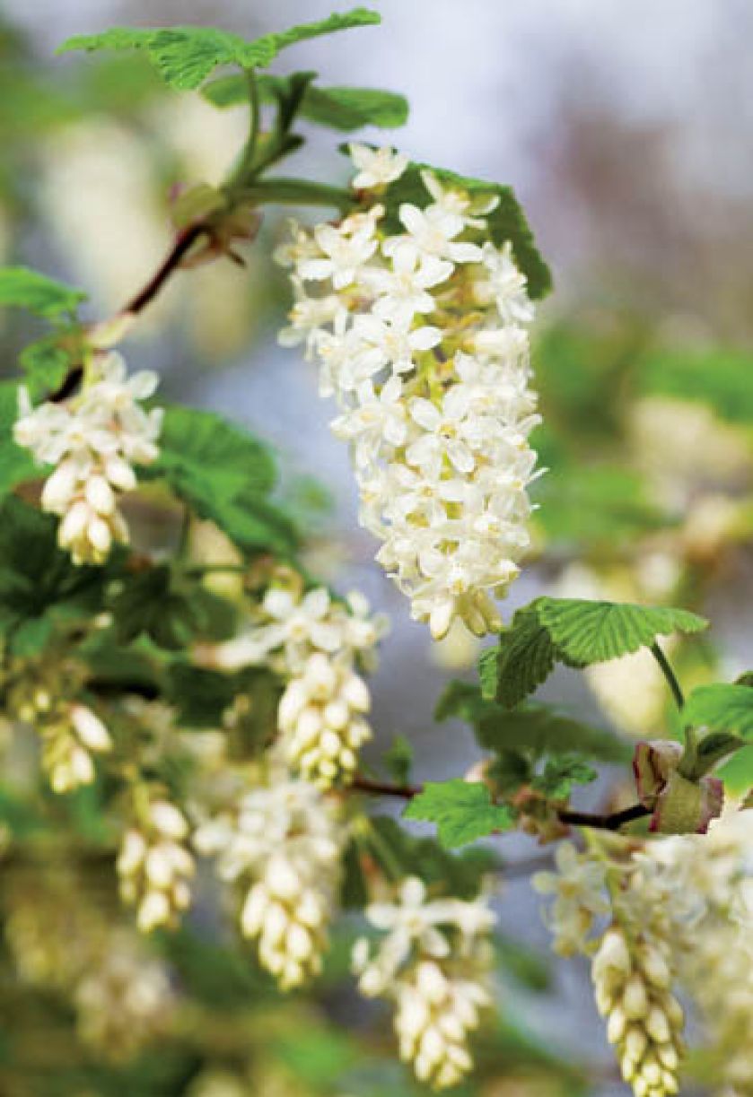 Kwiatostan porzeczki krwistej