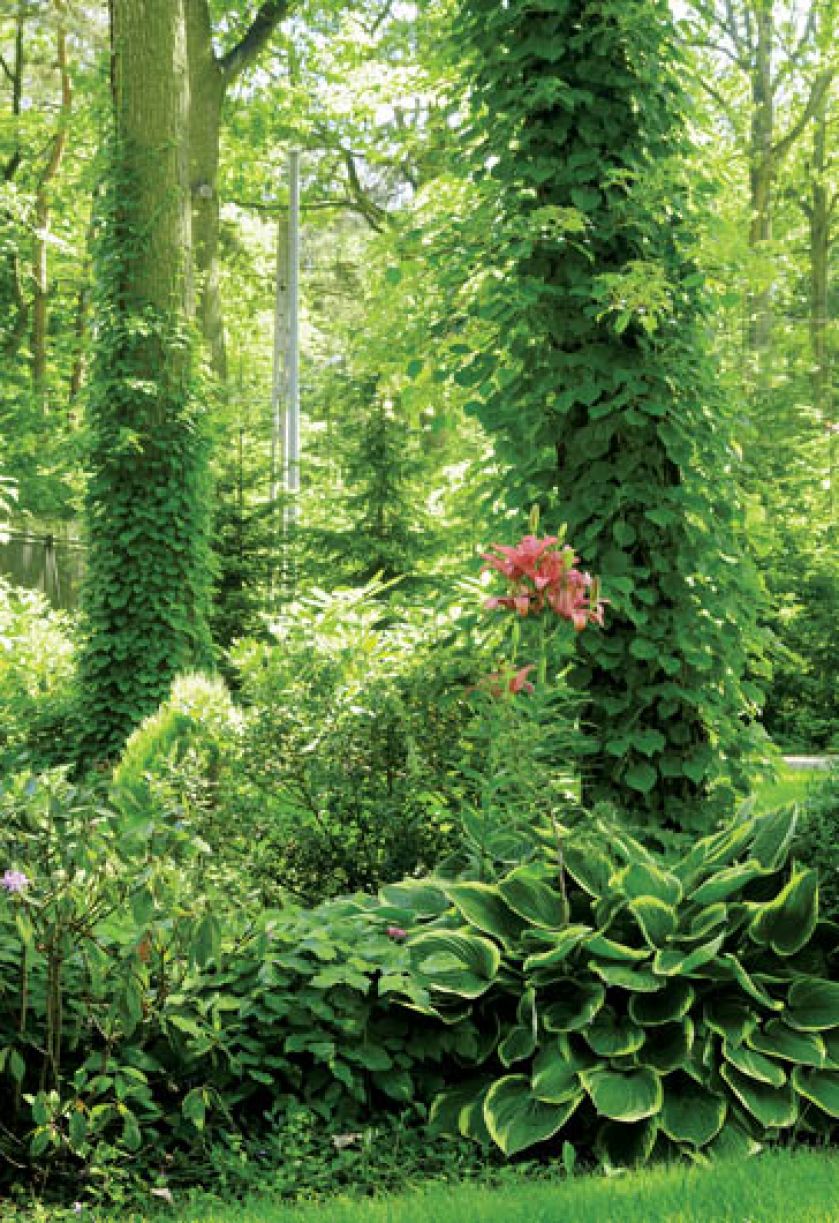 Ogród kwitnie od wiosny do jesieni. Co roku w innych kolorach. Wszystko dzięki ruchomemu ogródkowi,