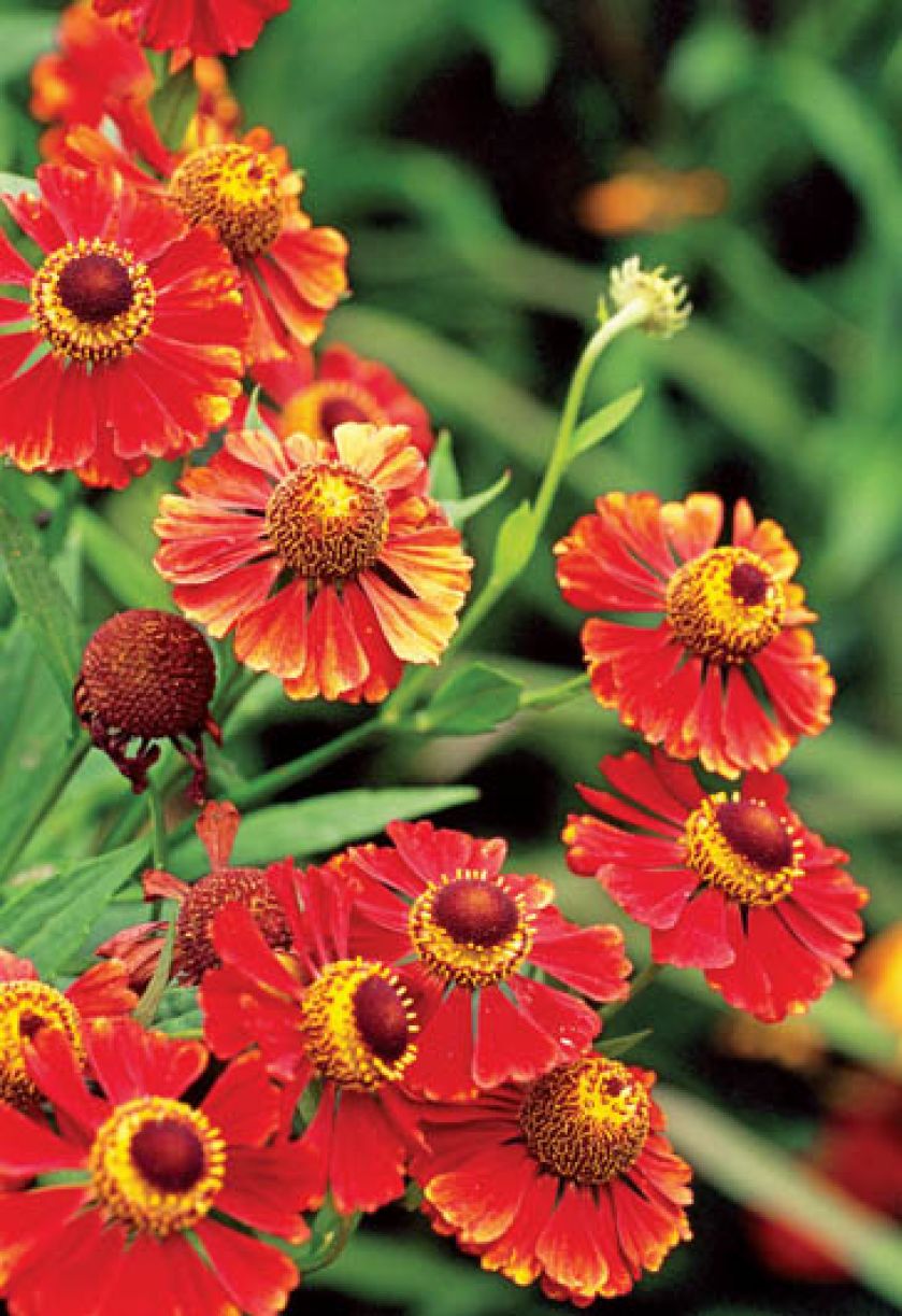 Ogród malowany jesienią. Ogród malowany jesienią