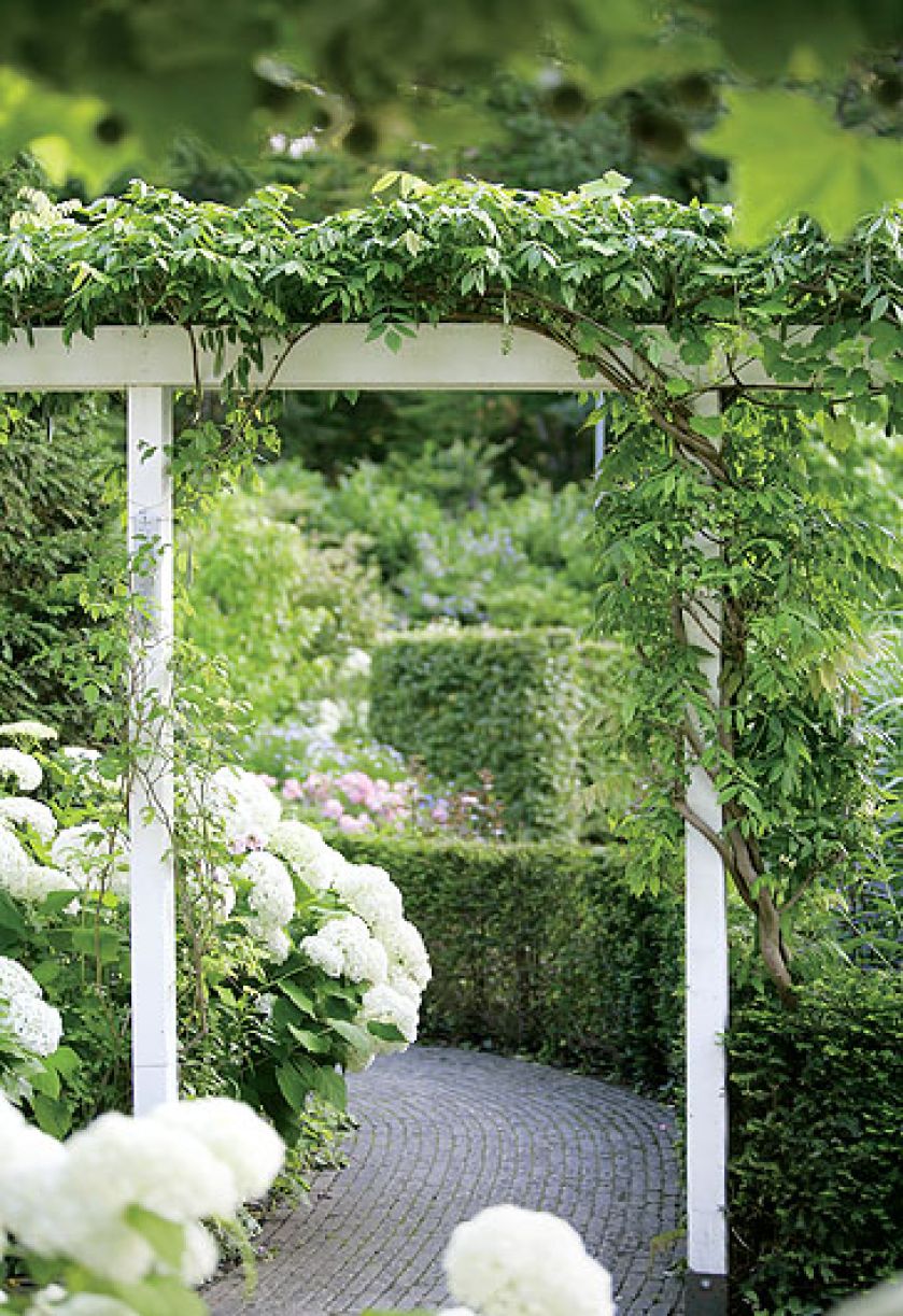 Pergolę oplotła glicynia, roślina typowa dla wiktoriańskich ogrodów