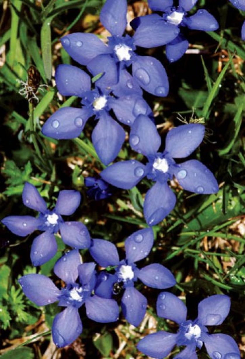 Goryczka wiosenna. Goryczka – oko Tatr