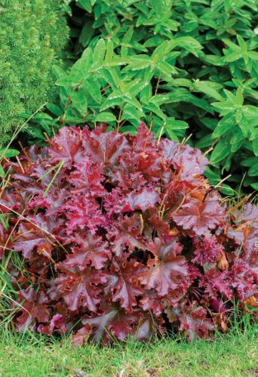 Bogactwo kolorów w ogrodzie. Jesień kolorowych traw