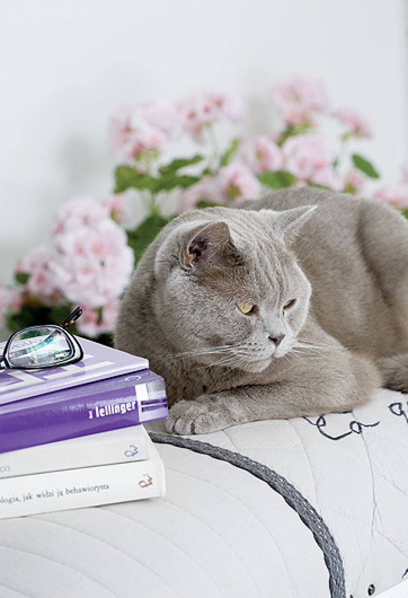 Jasno urządzone wnętrze, z kominkiem, ogromnymi oknami i drewnianym tarasem.