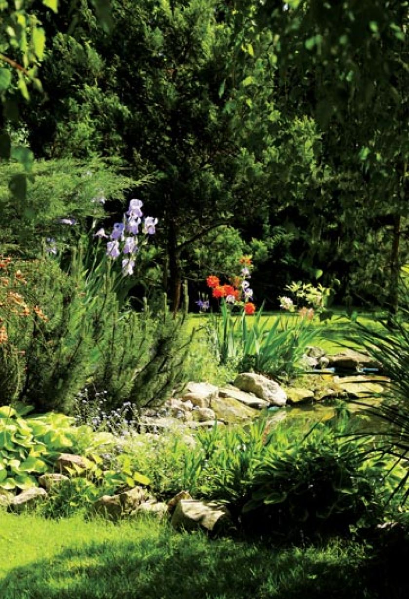 Wokół stawu kwitnie mnóstwo kwiatów: irysy, liliowce, azalie i niezapominajki.