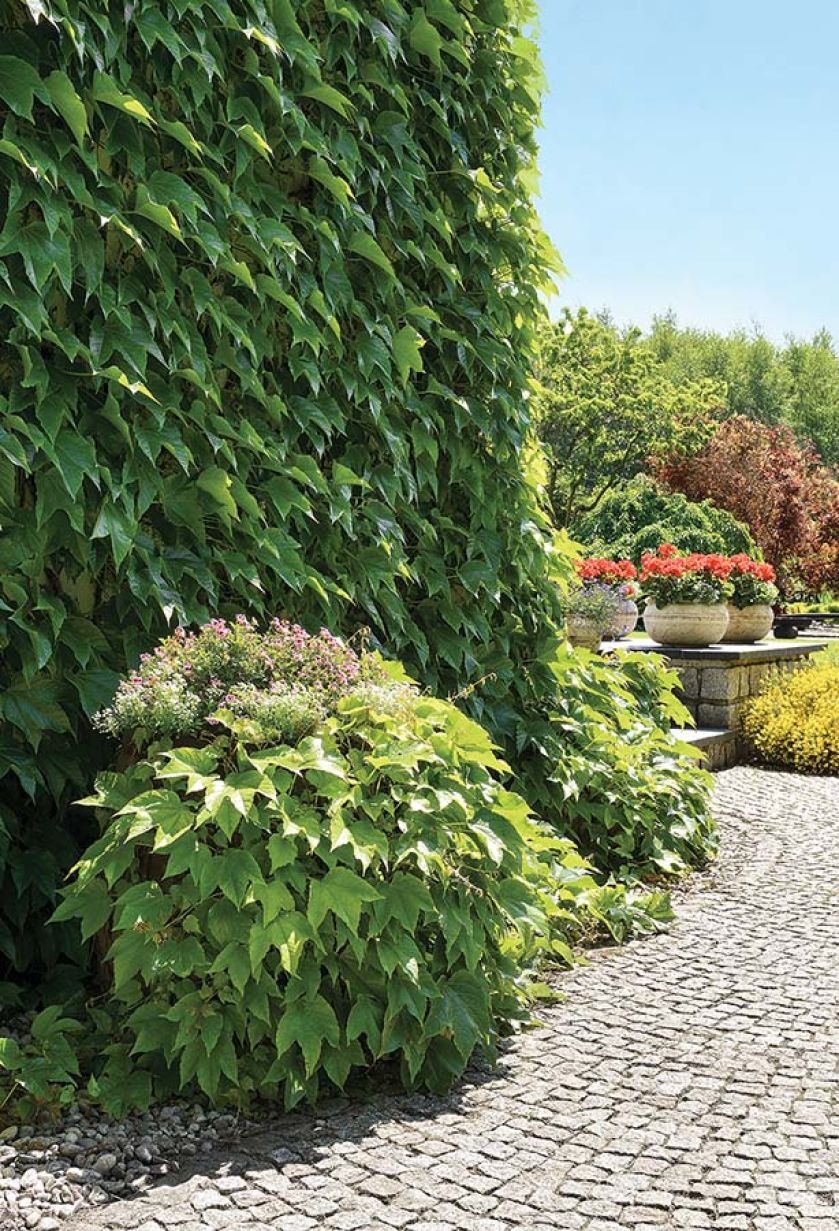 Jałowce jak greckie cyprysy. Ogród jak z greckiej pocztówki