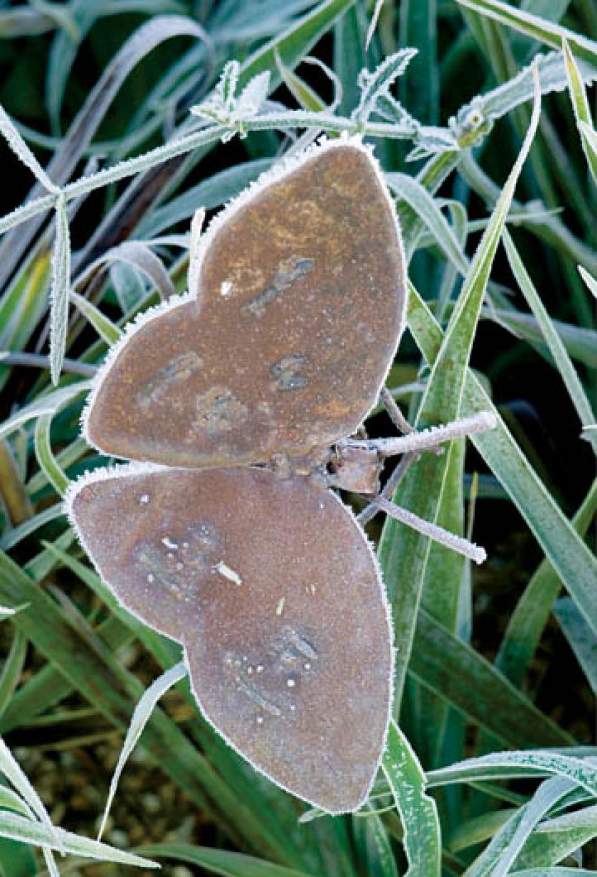 Blaszany motyl - dyskretna dekoracja ogrodu.