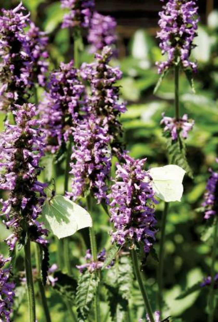 Szałwia omszona. Czym pachnie lato