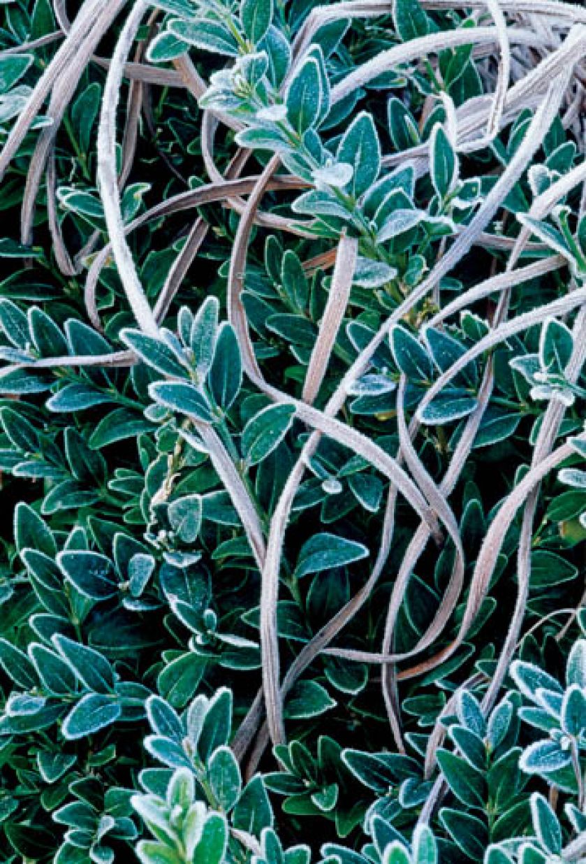 Bukszpan wiecznie zielony. Zimowe ligustry i bukszpany