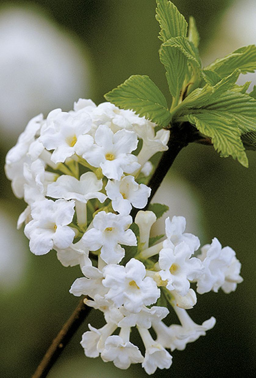 kalina wonna gdzie kupić