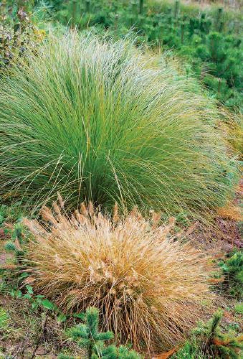 Turzyca Carex secta. Jesień kolorowych traw