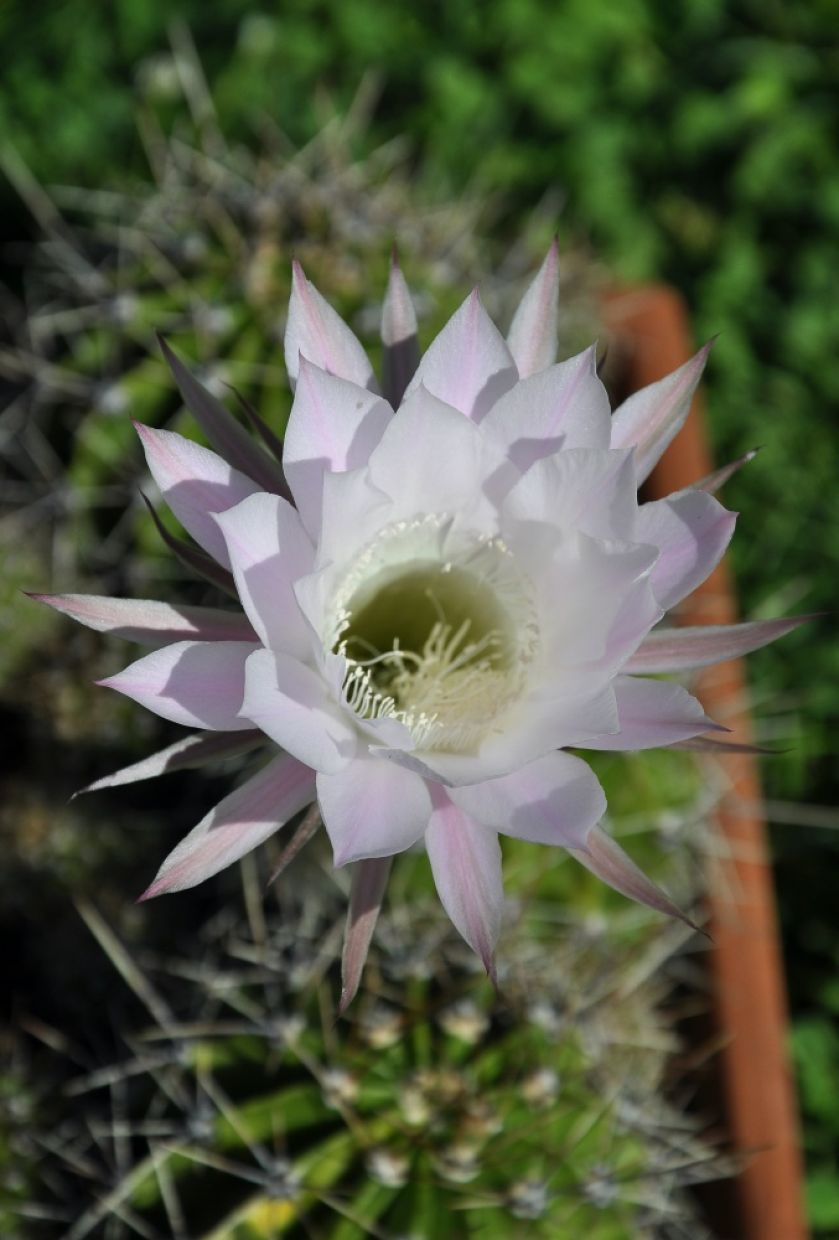 Kaktus królowa jednej nocy