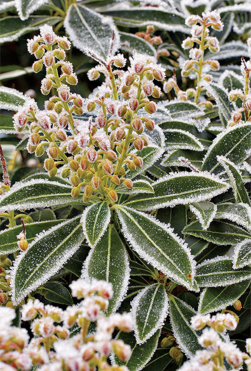 Pieris japoński odmiany