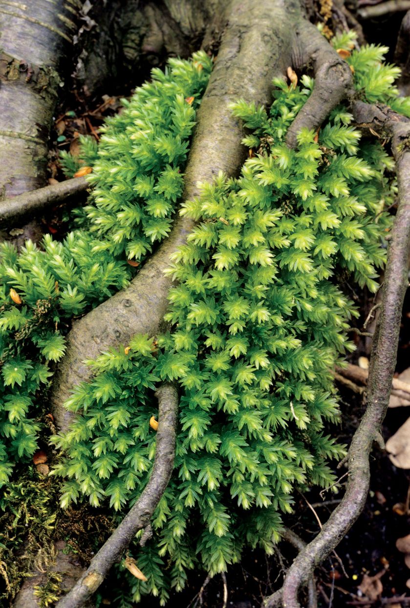 Merzyk groblowy. Ogród z mchu i paproci