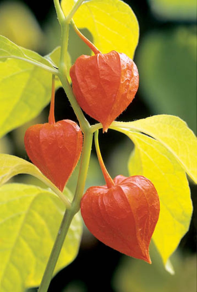 Miechunka - jesienne lampiony