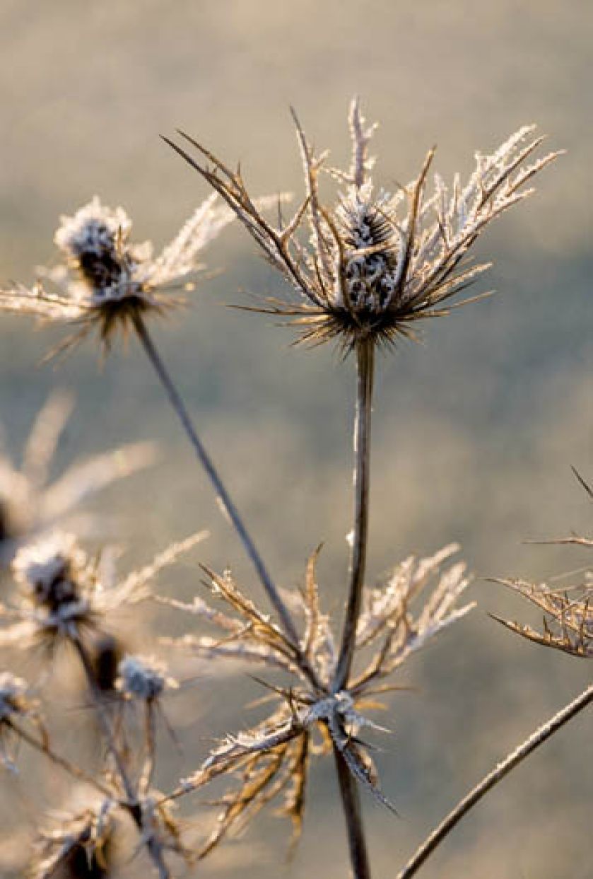 oszroniony mikołajek oliwny. Ciemierniki oprószone szronem