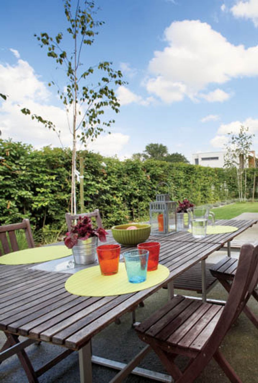 Polskie drewno w domu - polskie drzewa w ogrodzie. Agata posadziła brzozy i grab.