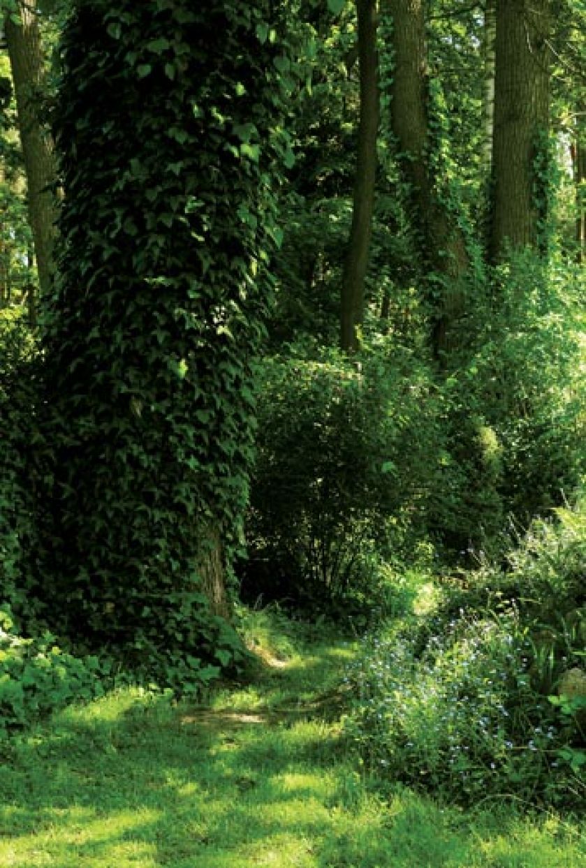 Uprawa ogrodu w lesie nie jest łatwe, ale takie zakątki w pełni ten trud wynagradzają.