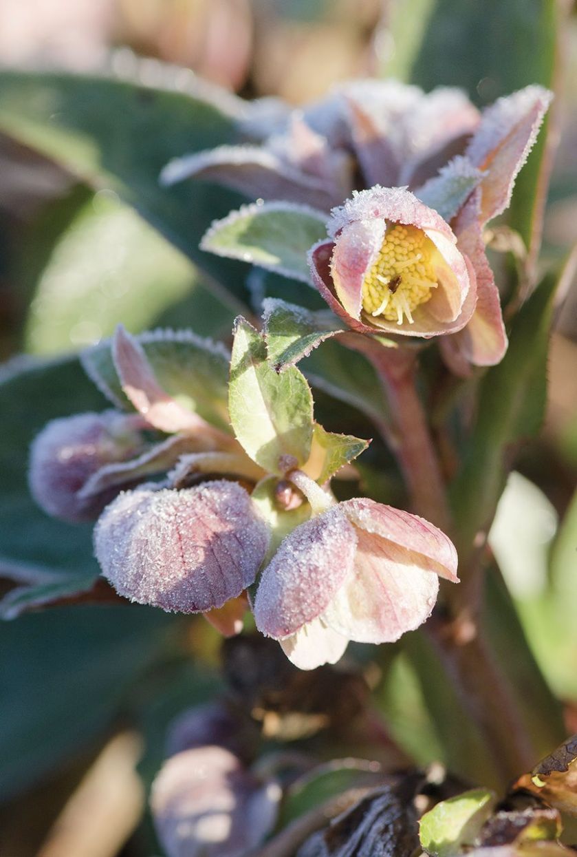 Zima w ogrodzie: Wisley pod Londynem
