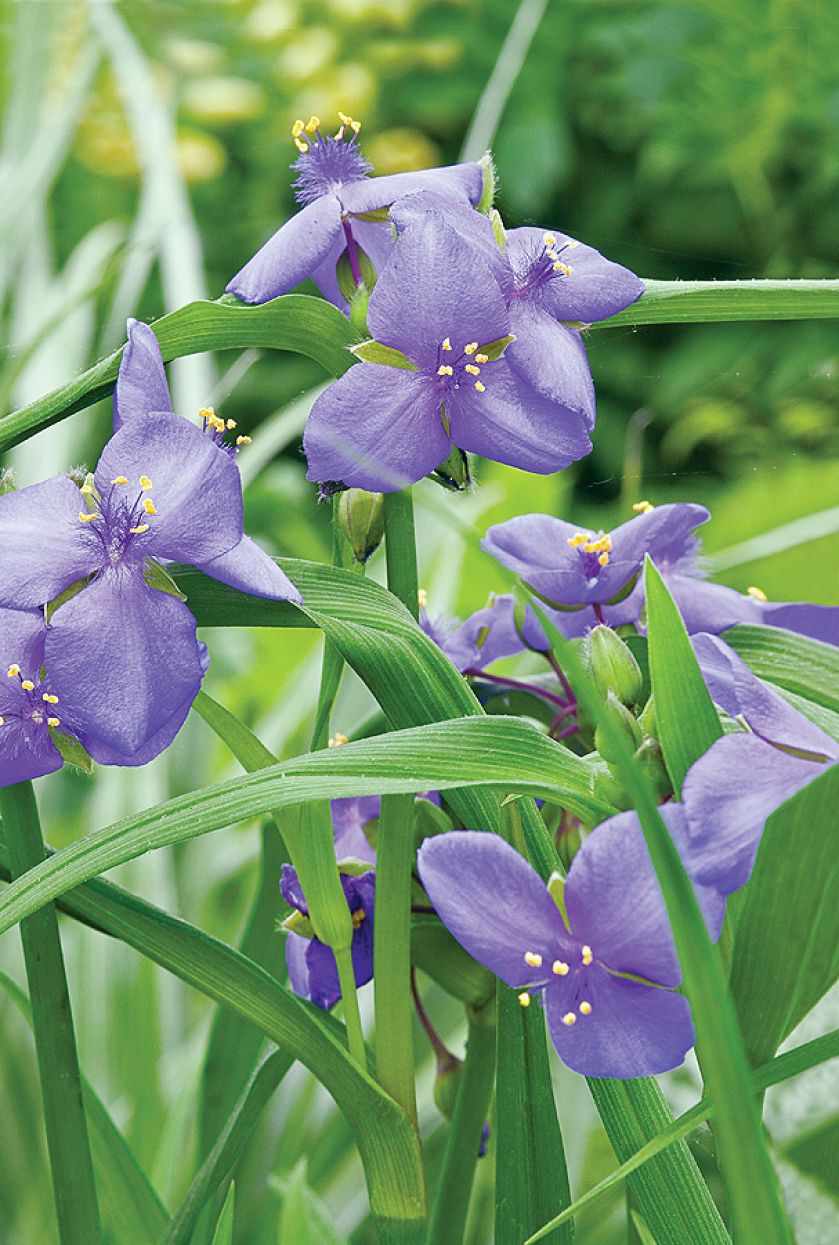 Trzykrotka - odmiany i uprawa