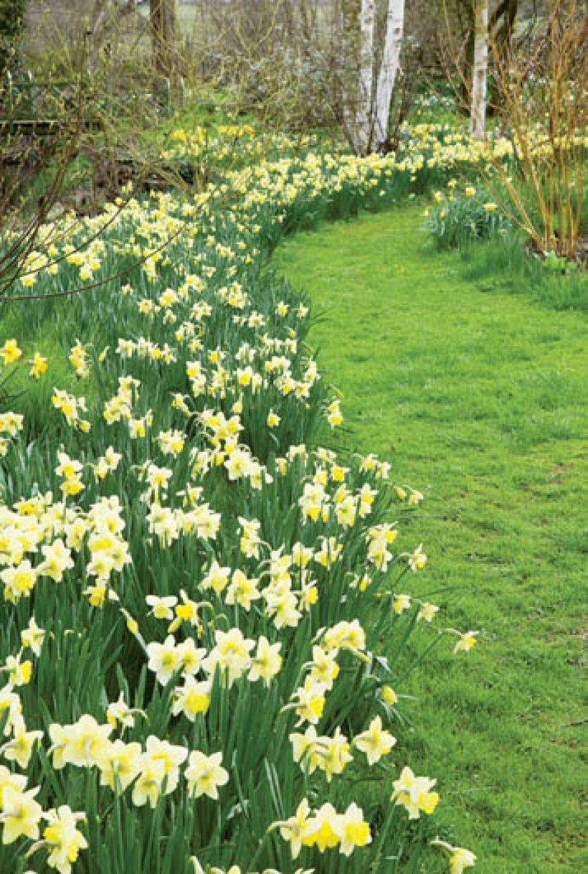 Bladożółte żonkile ładnie wyglądają na tle zielonej murawy i białej kory brzóz.