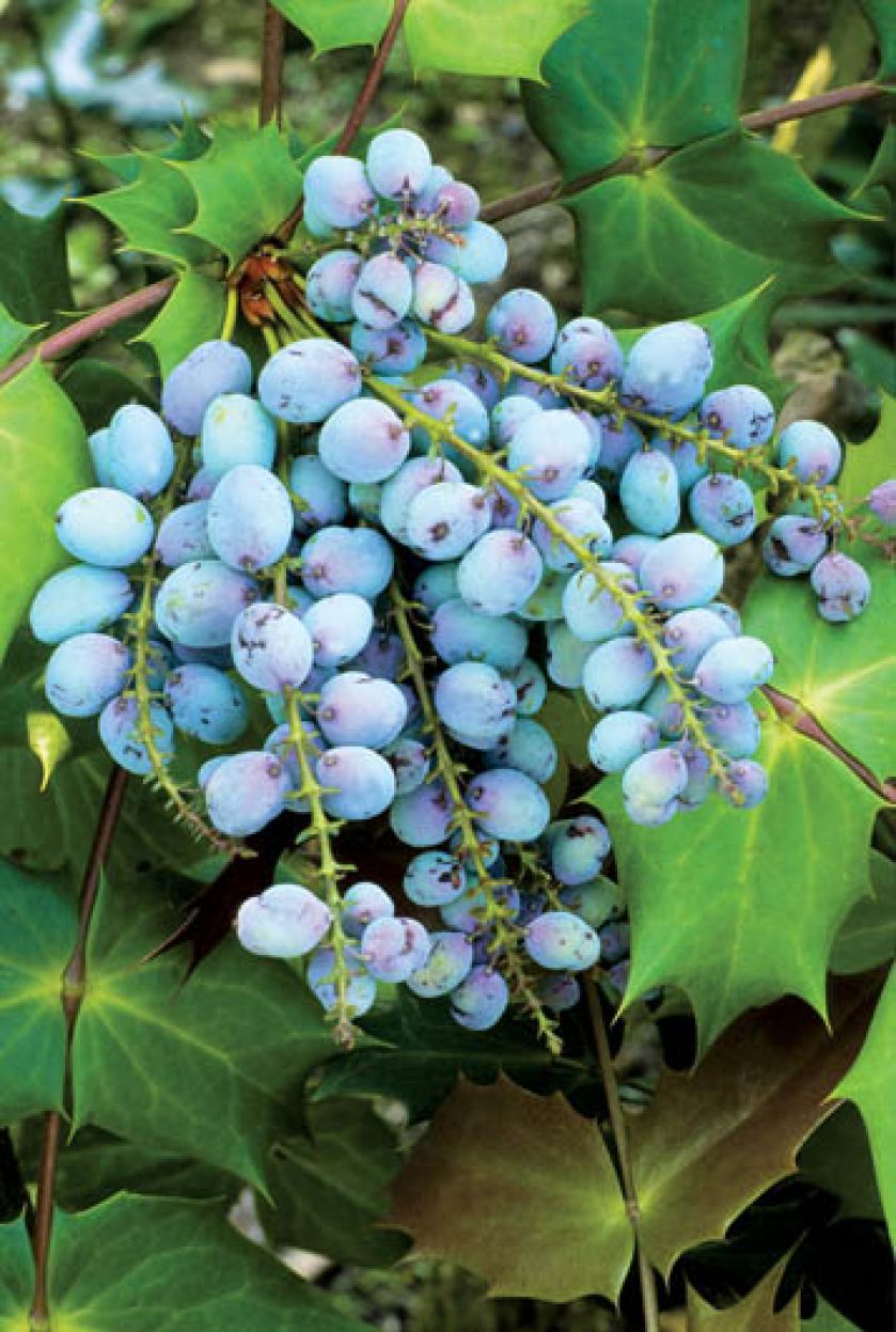 Mahonia, mahonia pospolita, mahonia roślina, mahonia, mahonia jak uprawiać, jak wygląda mahonia