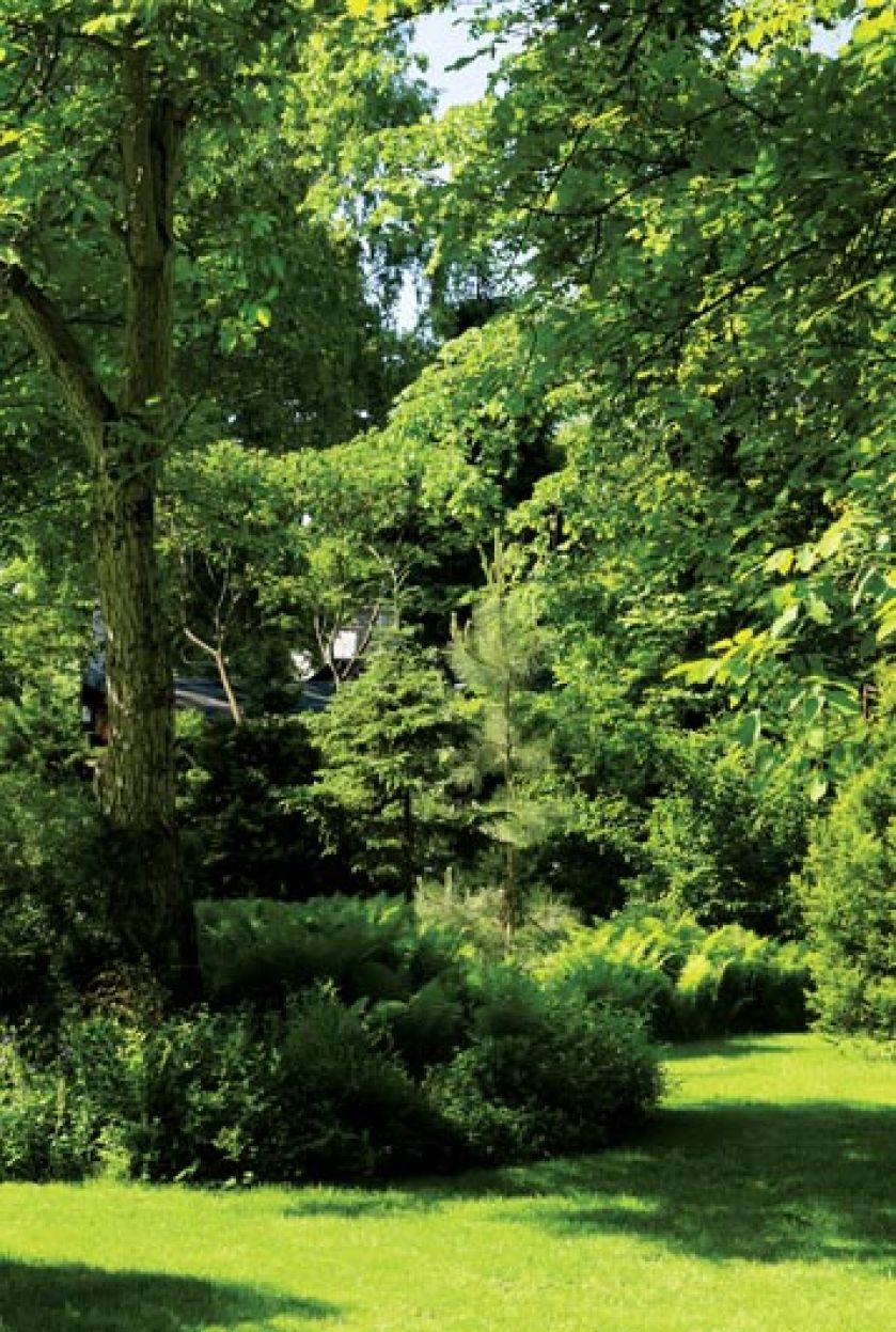 Oglądając to miejsce po raz pierwszy, Monika liczyla drzewa. Nie moglo ich być zbyt wiele, bo wtedy oprocz mchu