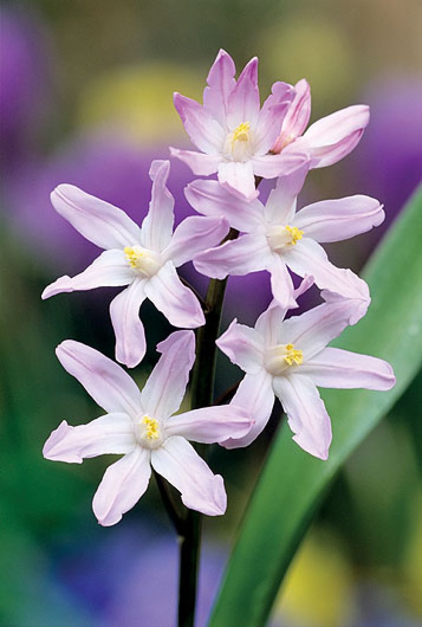Śnieżnik - choć malutki, nic nie robi sobie z chłodu, więcej – bez niego za żadne skarby nie zakwitnie.