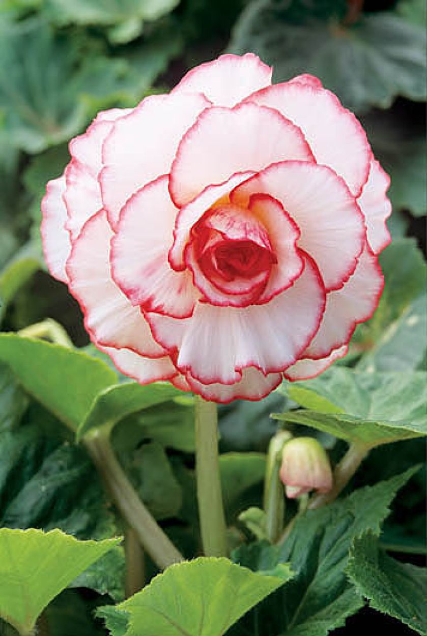Begonia Mardi Gras. Begonia - królowa zimy