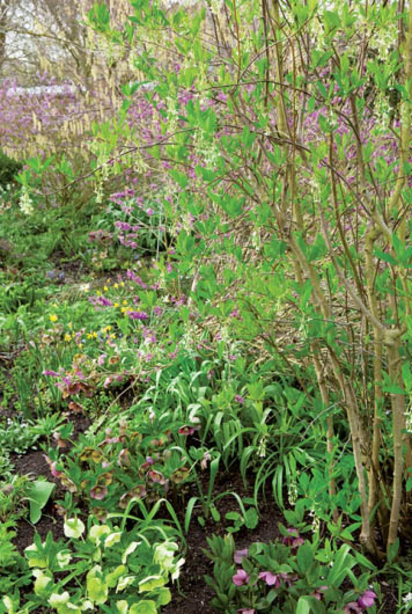 Fioletowo kwitnący wawrzynek wilczełyko, pod nim ciemierniki.