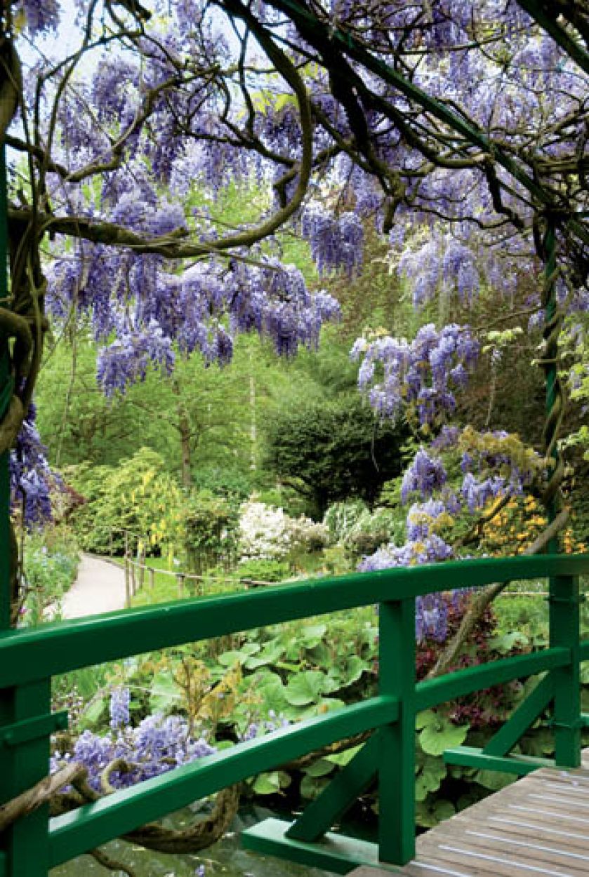 Kwitnąca wisteria tworzy nad mostem fioletowe sklepienie.
