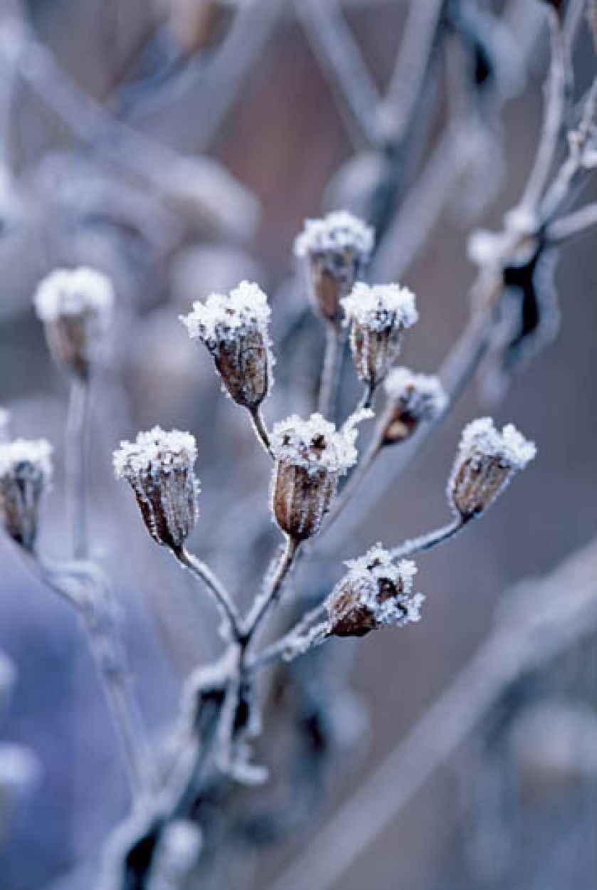 Oprószone kryształkami szronu nawet przekwitle wiaty wyglądają interesująco.