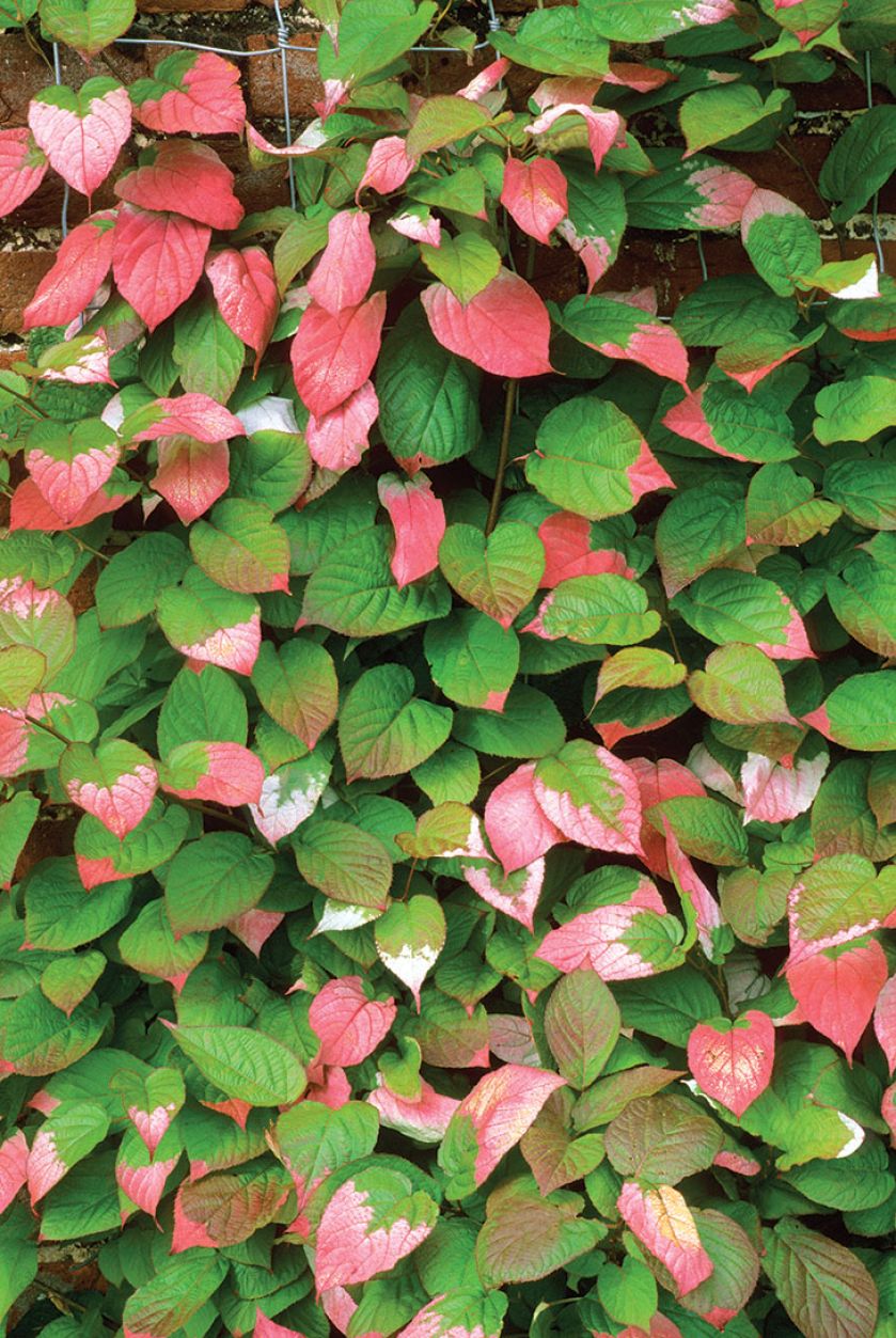 Aktinidia Pstrolistna. Czas na pnącza