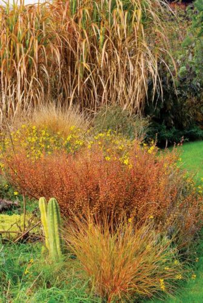 Brzoza to nie tylko drzewo. Na tle uczepu widać krzewy brzozy karłowatej.