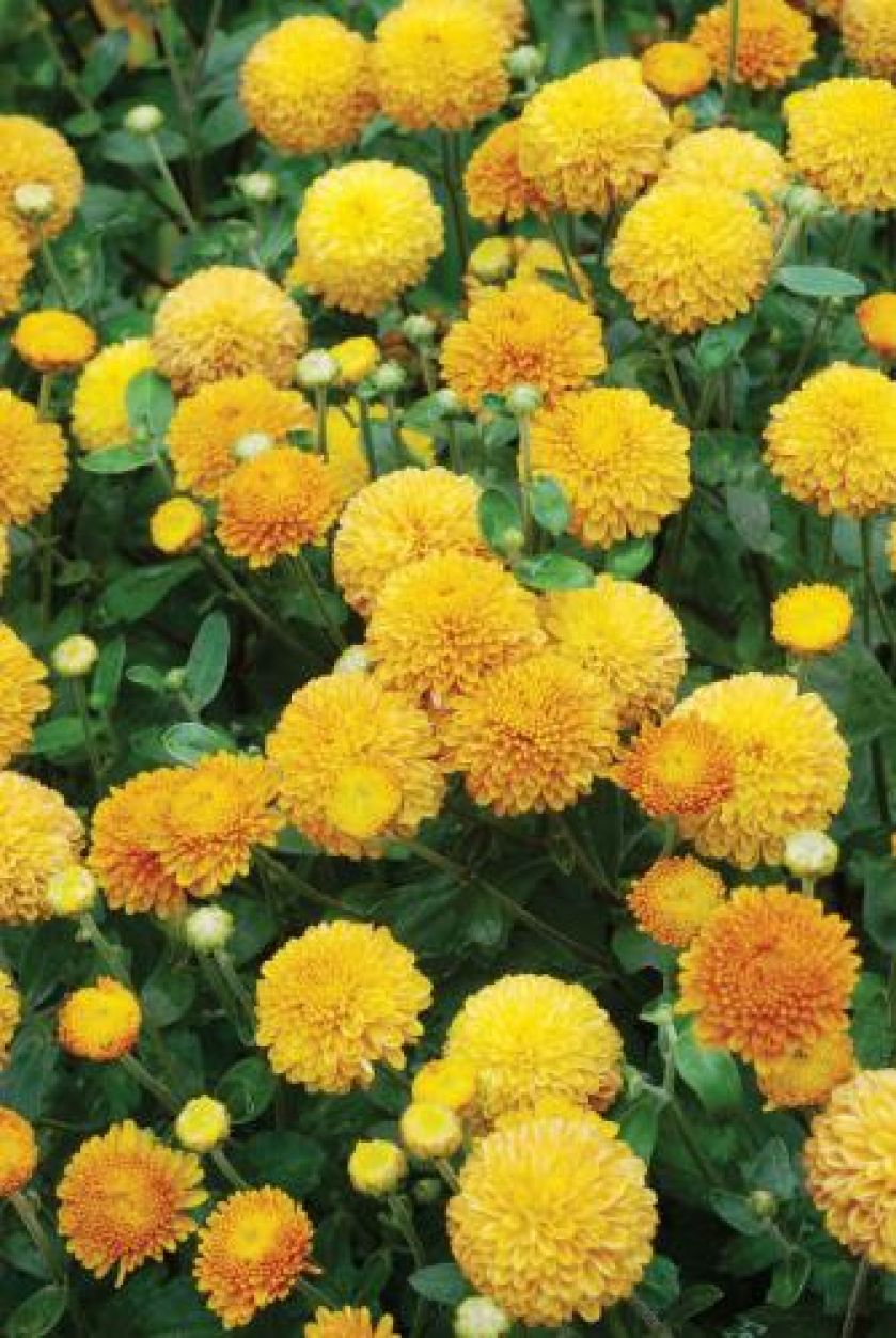Złocień ogrodowy Mosquito. Chryzantema - kwiat cesarzy