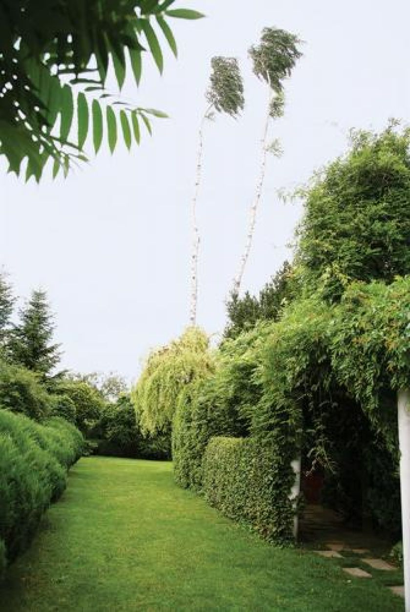 Dwunastometrowe brzozy przypominają chorągwie.